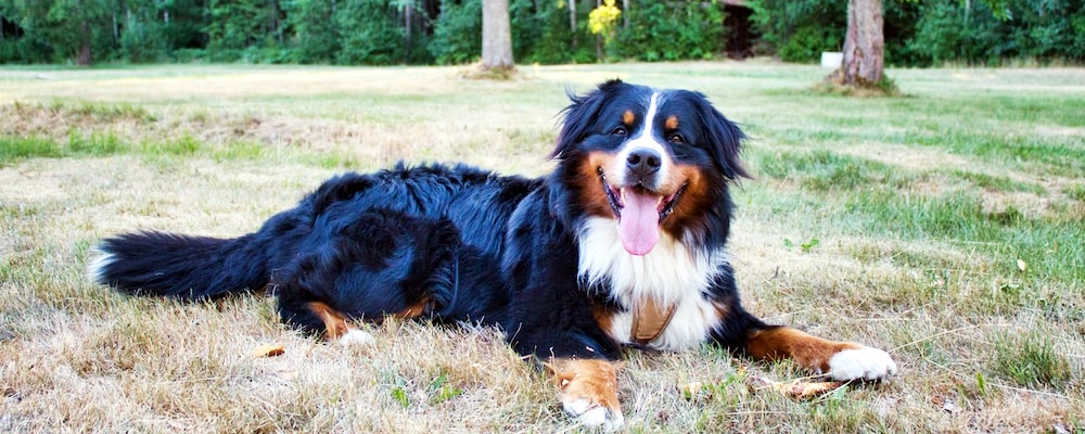 강아지 훈련 시키는 방법 11