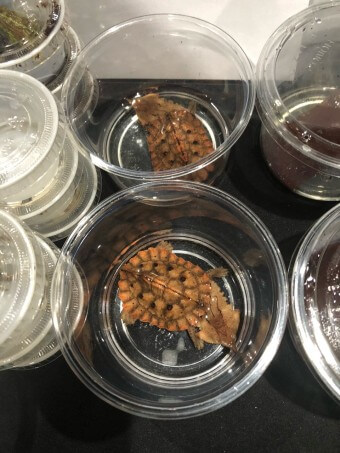 코리아렙타일쇼