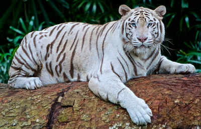 풍수지리-우백호