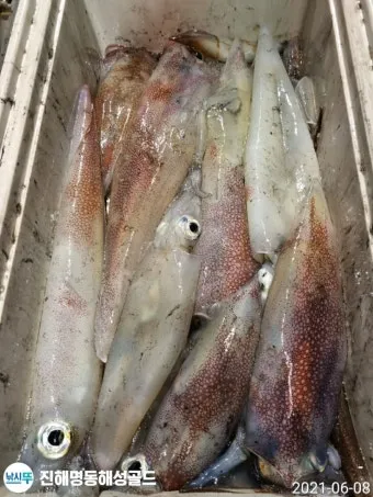 한치 오징어 차이 비교 생김새 맛 식감 완벽 분석_15