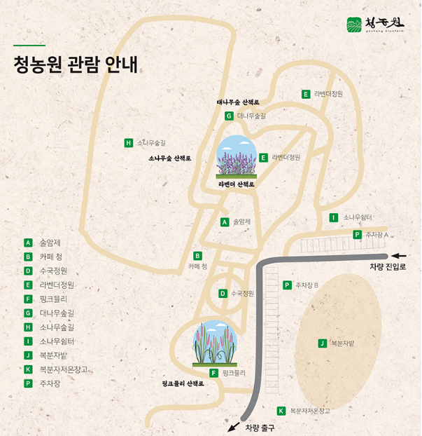 고창 청농원 라벤더시즌