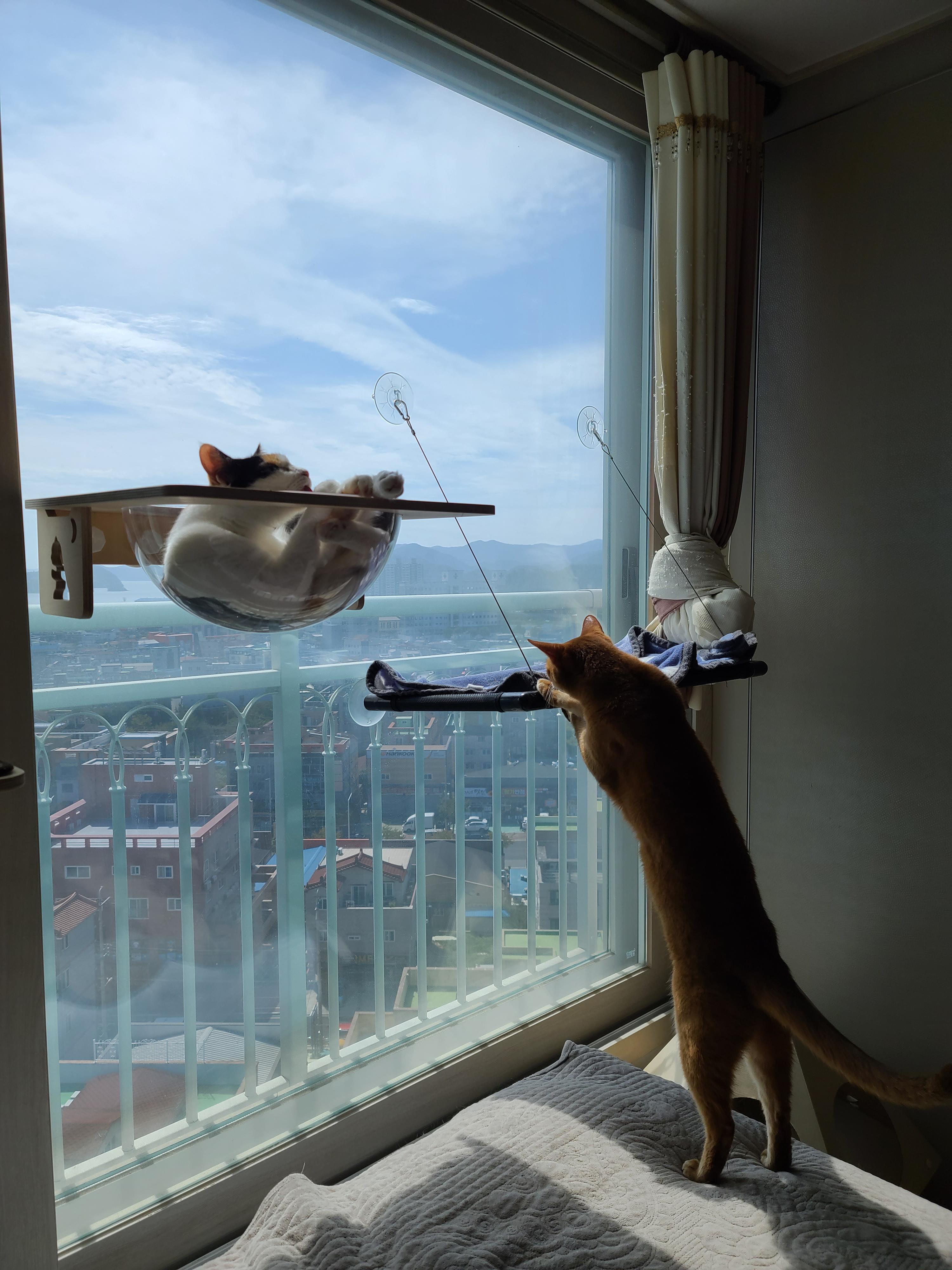 캣볼은 서열순이 아니잖아요~(feat.부드러운 카리스마 서열1위 루나)