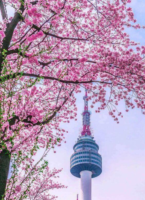 N서울타워 봄꽃축제 Blossom Tower