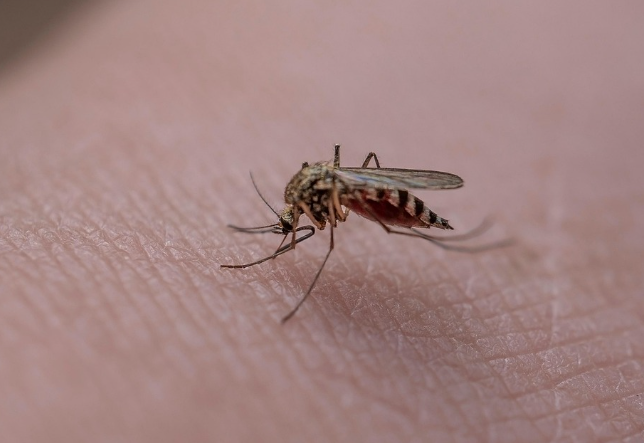 사람 피부에 접근하는 모기의 클로즈업 이미지