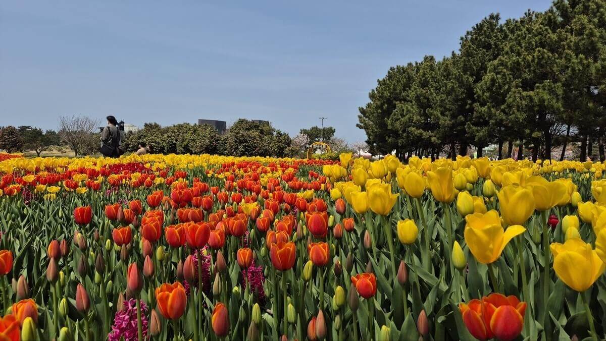 태안 튤립축제 기간 예매 입장료 개장시간 개화상황