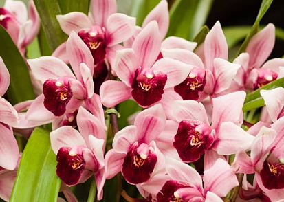 겨울 꽃 심비디움