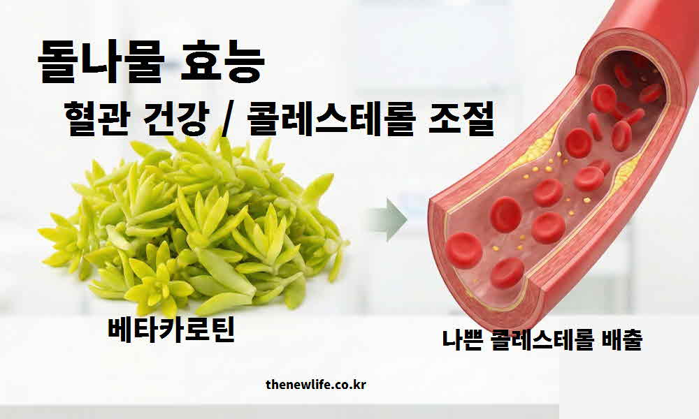 돌나물 효능 혈관 건강 콜레스테롤 조절