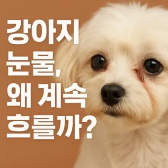 눈물이 자주 나는 이유에 대한 안과정보_5