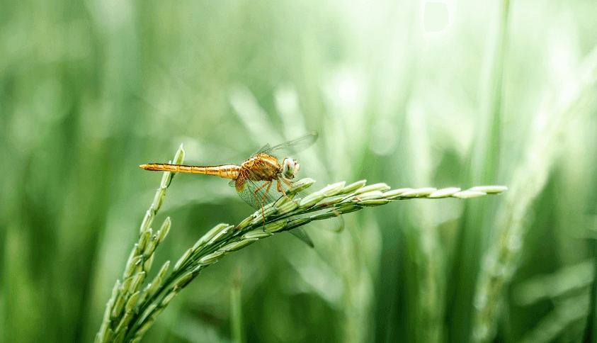 벼에 잠자리가 앉은 사진