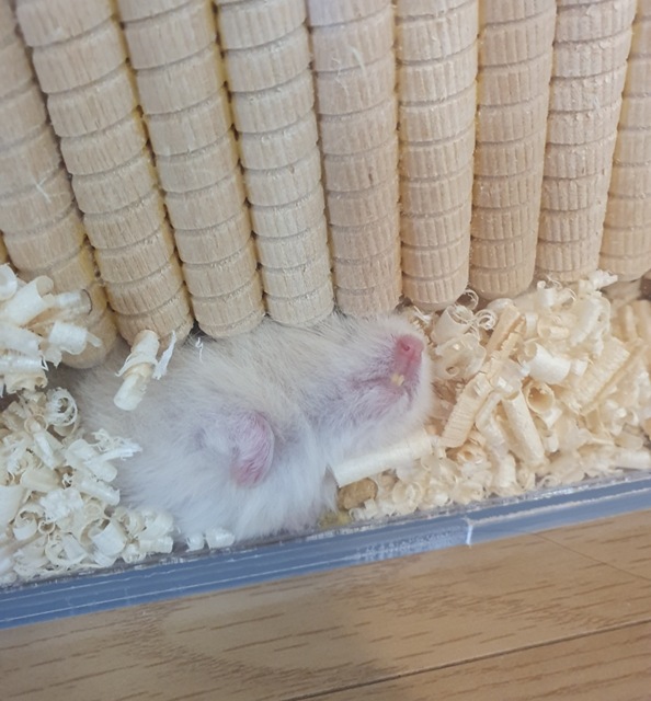 골든햄스터 하루 루틴 (휴식 잠자는 시간)