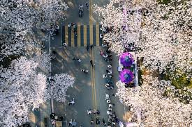 3. 렛츠런파크 서울 벚꽃축제 '벚꽃야경' (Let's Run Park Seoul Cherry Blossom Festival 'Cherry Blossom Night View')
