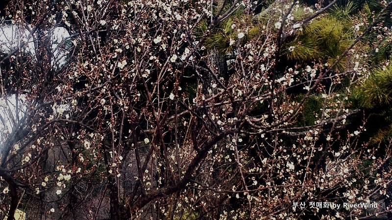 부산첫매화