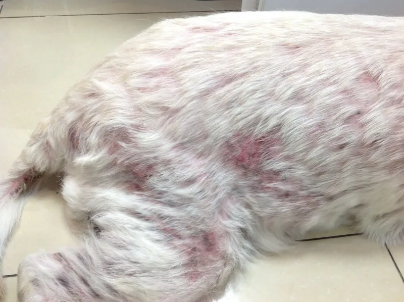 털 안 빠지는 강아지 견종 추천 털 알레르기 적은 강아지 털 안빠지는 대형견 소형견_8