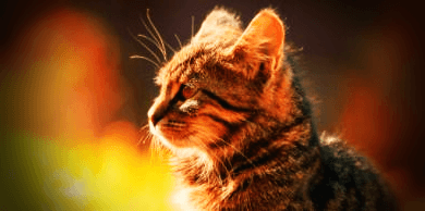 고양이-옆모습-사진