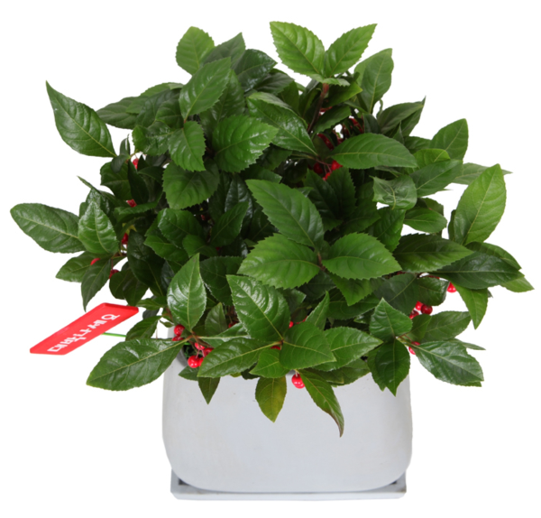 공기정화 식물 백량금