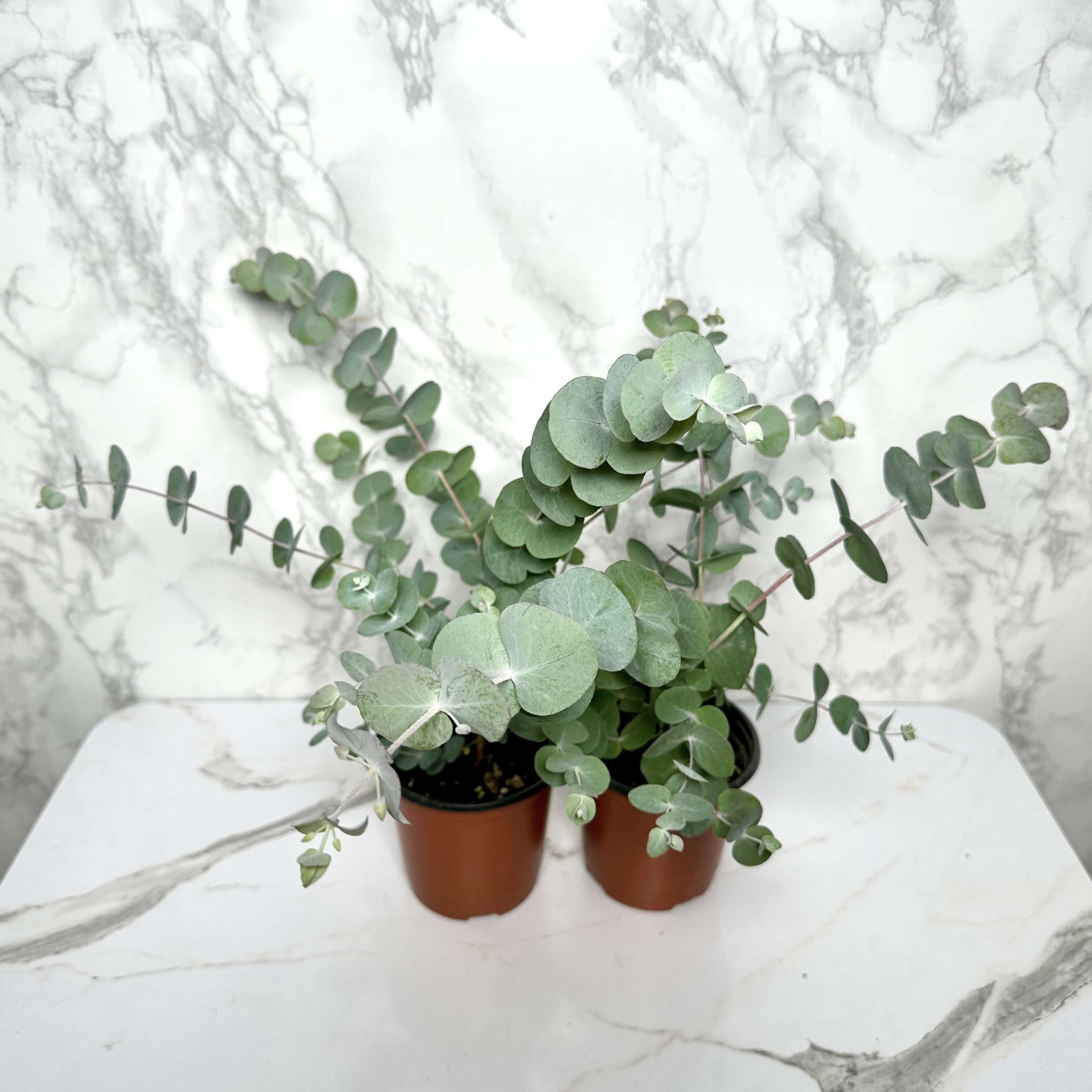 유칼립투스 키우기