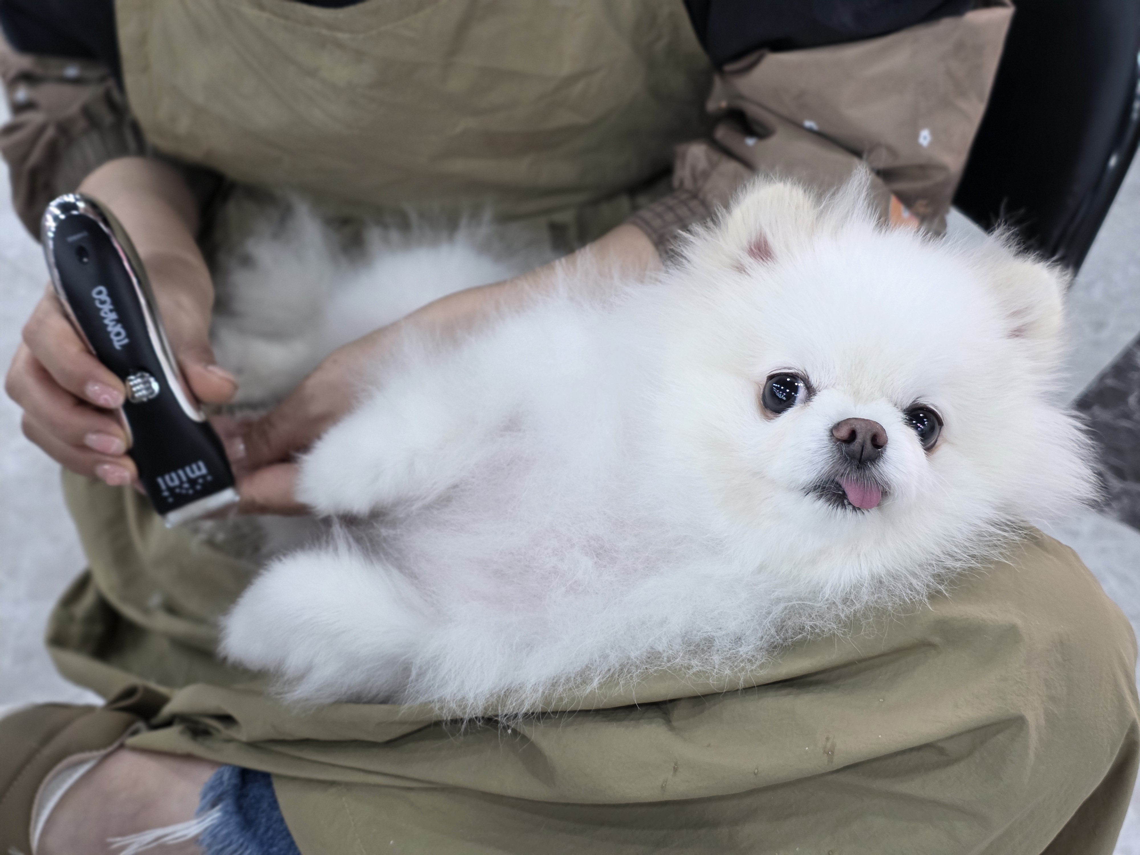 수내애견미용추천