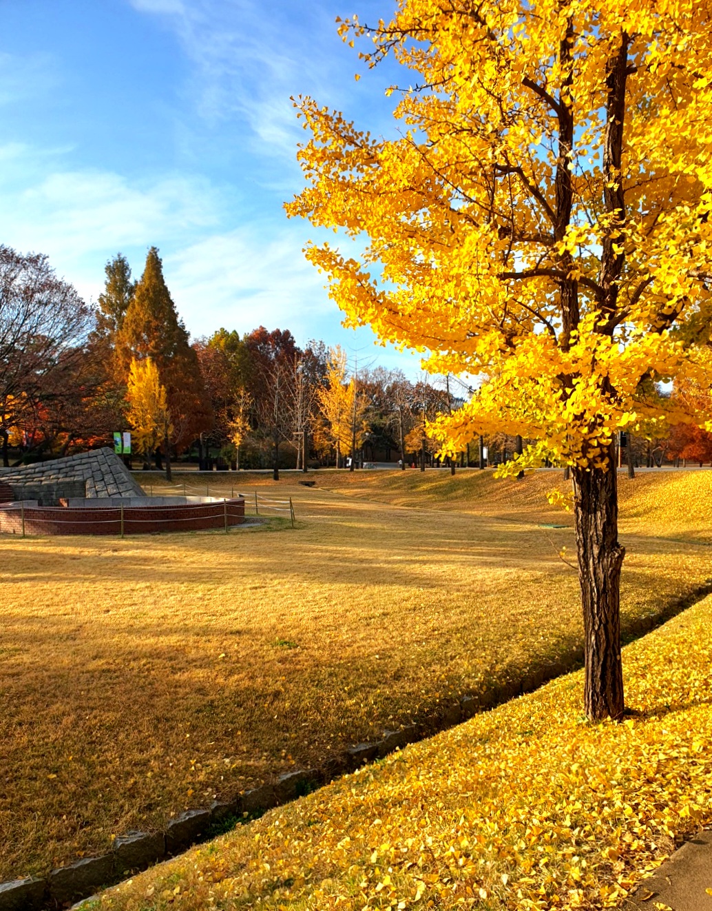 은행잎이-노랗게-물들었어요.