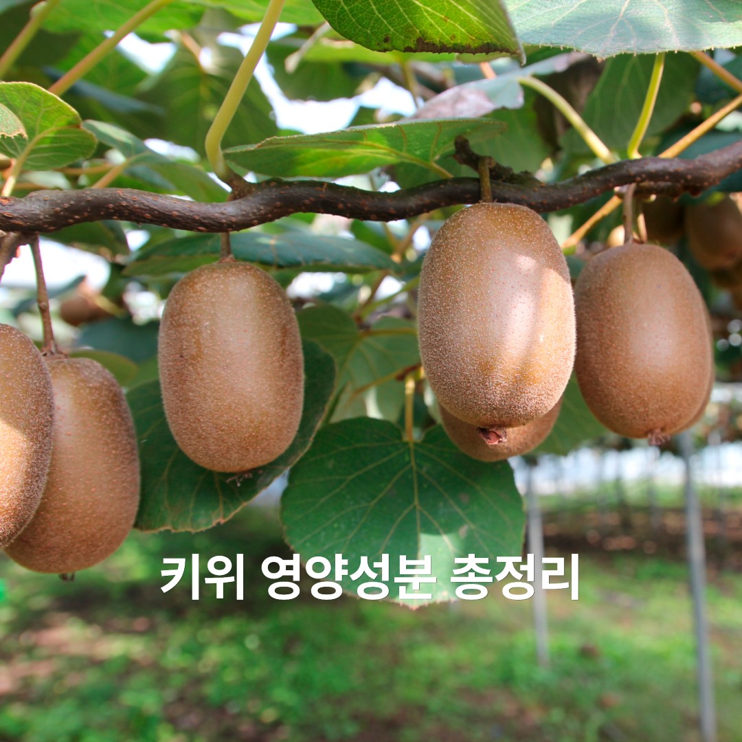 키위 나무에 매달린 키위 열매 모습 ewang88