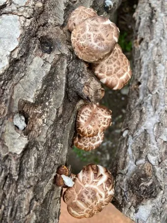 표고버섯 효능_13