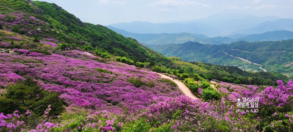 황매산 철쭉 개화시기, 셔틀버스, 산청 합천 5월 가볼만한곳