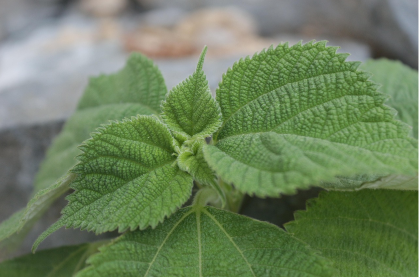 &ldquo;한국의 깻잎이 LA 마켓에 진출한 이유&rdquo; &ndash; K-푸드 로컬 소생 브랜드의 미국 시장 적응기