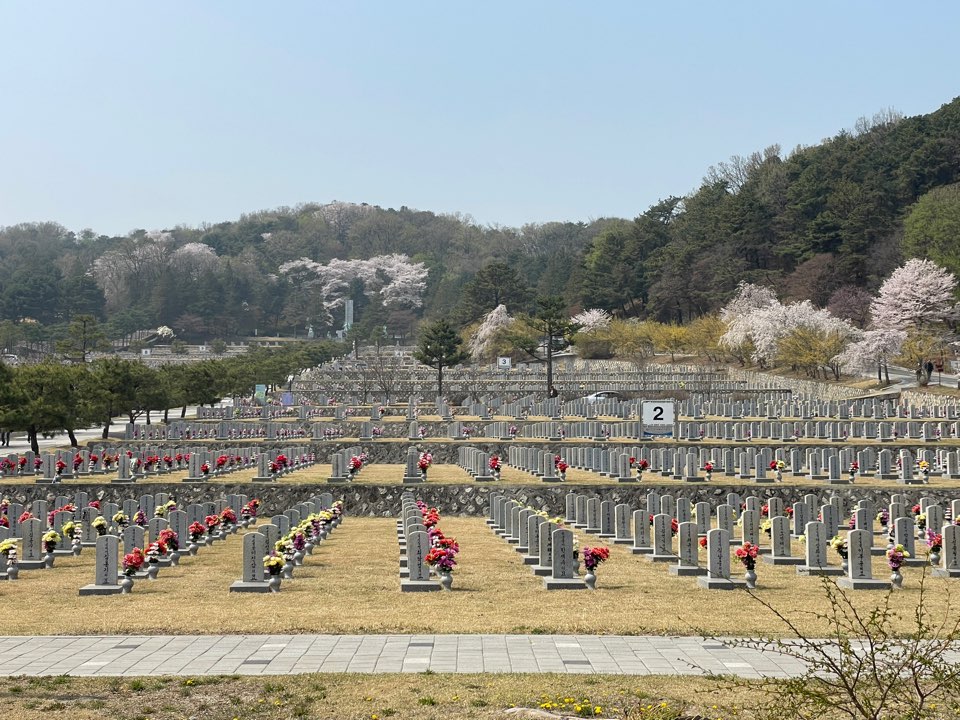 벚꽃