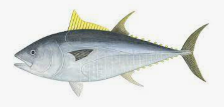 참다랑어-5월-제철식재료