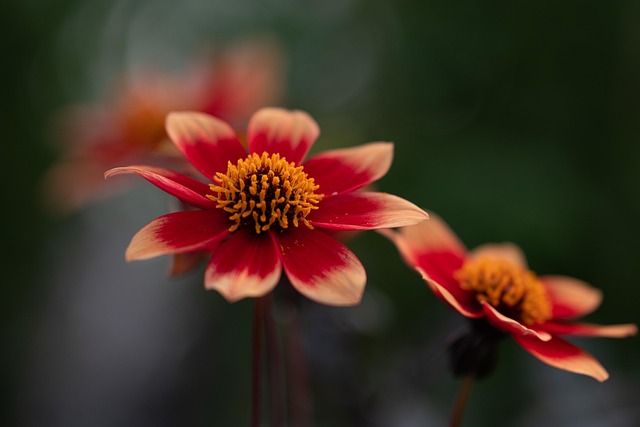 성장 속도가 느린 괴근식물에서 먼저 나타나는 성공 신호 체크 기록