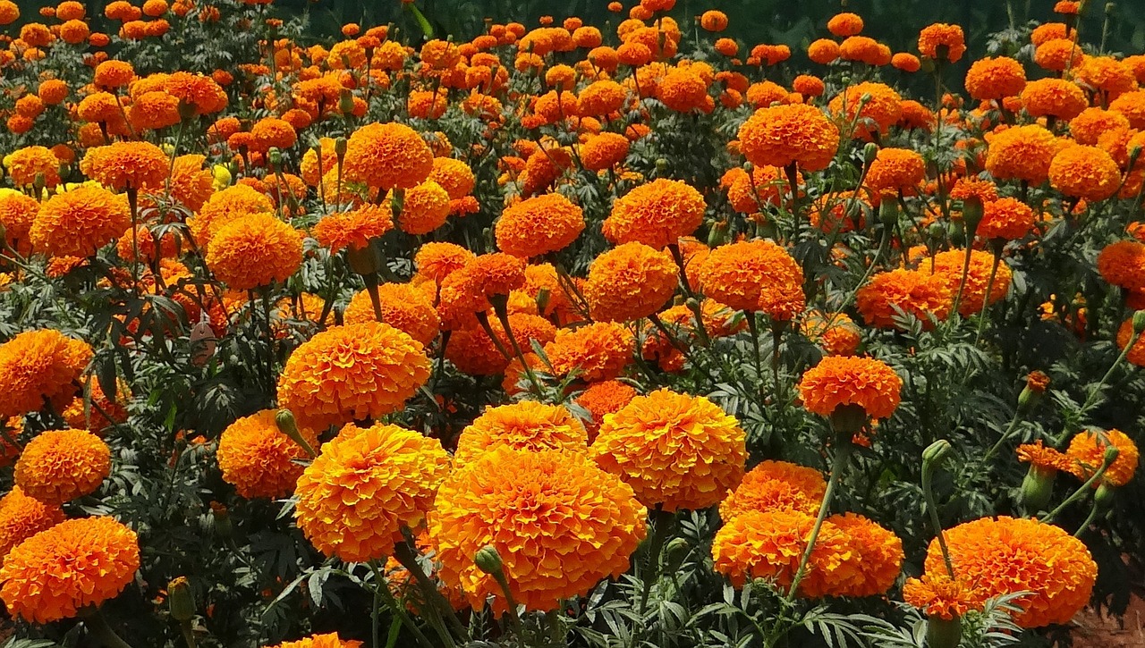 야생의 꽃밭에서 무리 지어 잘 자라고 있는 메리골드의 주황색 꽃들을 확대하여 찍은 사진