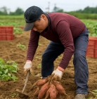 고구마 수확시기