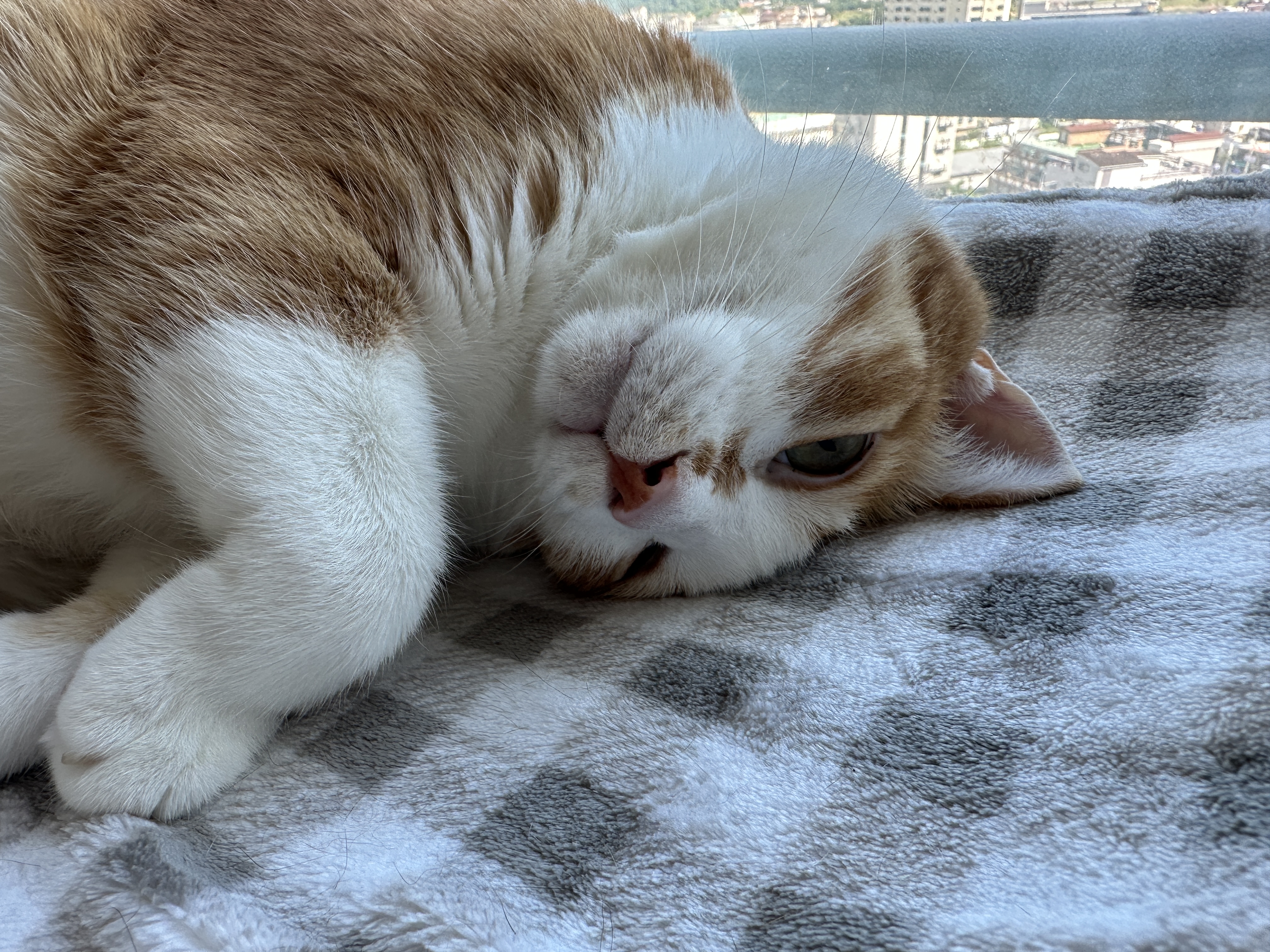 귀여운_치즈냥이_호야