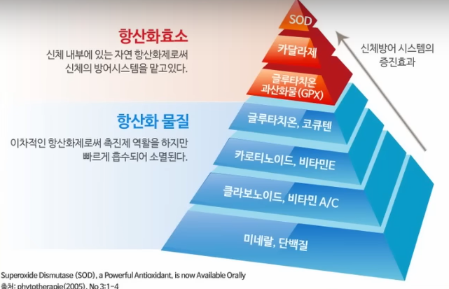 항산화 증진 시스템 메커니즘