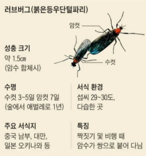 러븝버그