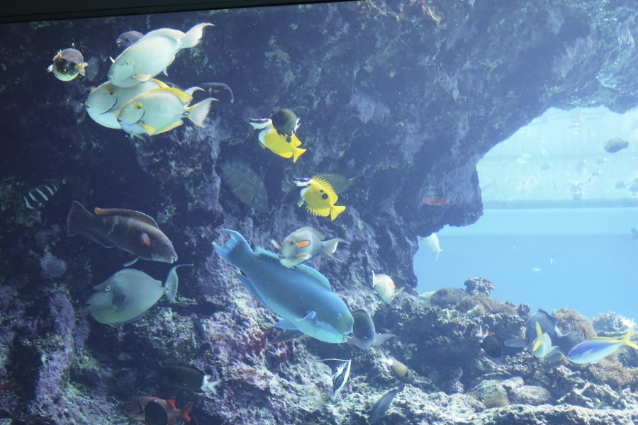 오키나와 츄라우미 수족관 해양생물들