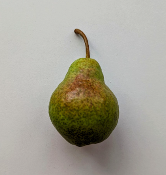 배의 효능 영양성분 부작용