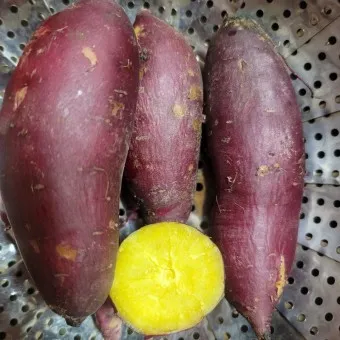 고구마 효능_24