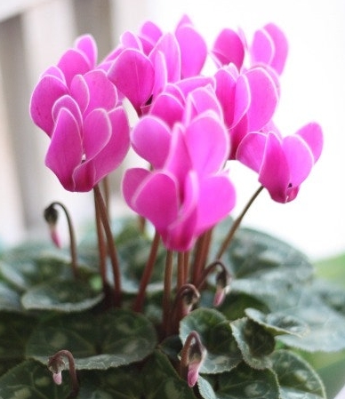 겨울 꽃 시클라멘