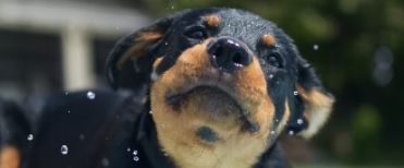 새끼 강아지 딸꾹질