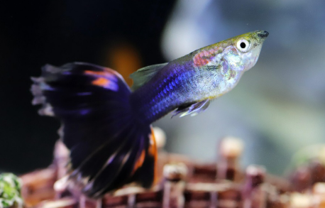 담수어 vs 해수어, 관리 난이도 비교