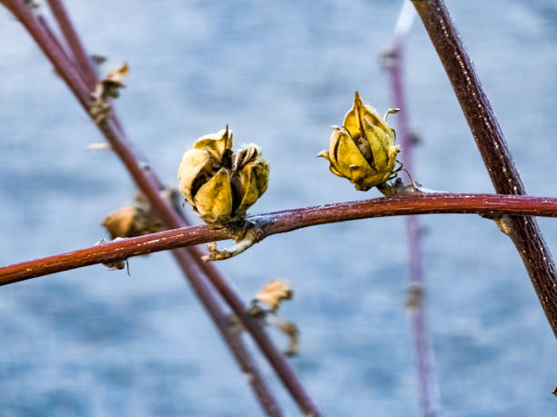 개나리 열매 효능