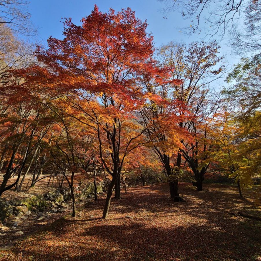 내장산단풍터널