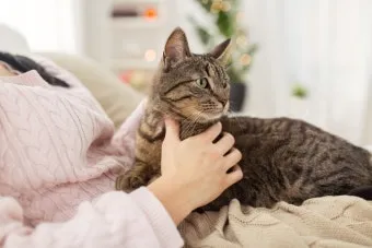 노령 고양이 필수 관리법 4가지 건강 지키기_3