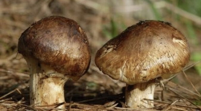 송이버섯 효능 보관방법 총정리