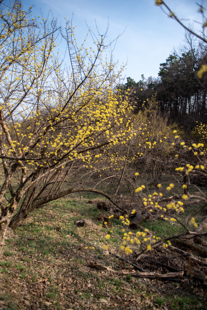 제26회 이천백사산수유꽃축제 일정 & 프로그램 안내/ 주차 안내