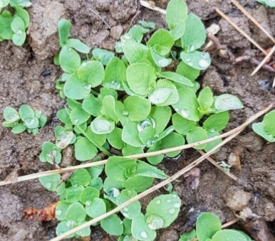 도라지 파종시기