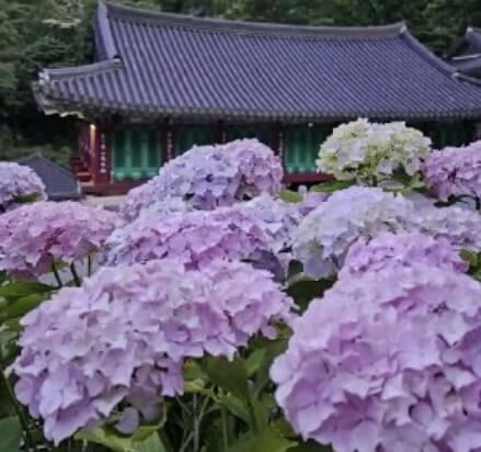 수국사찰 용문사 수국축제