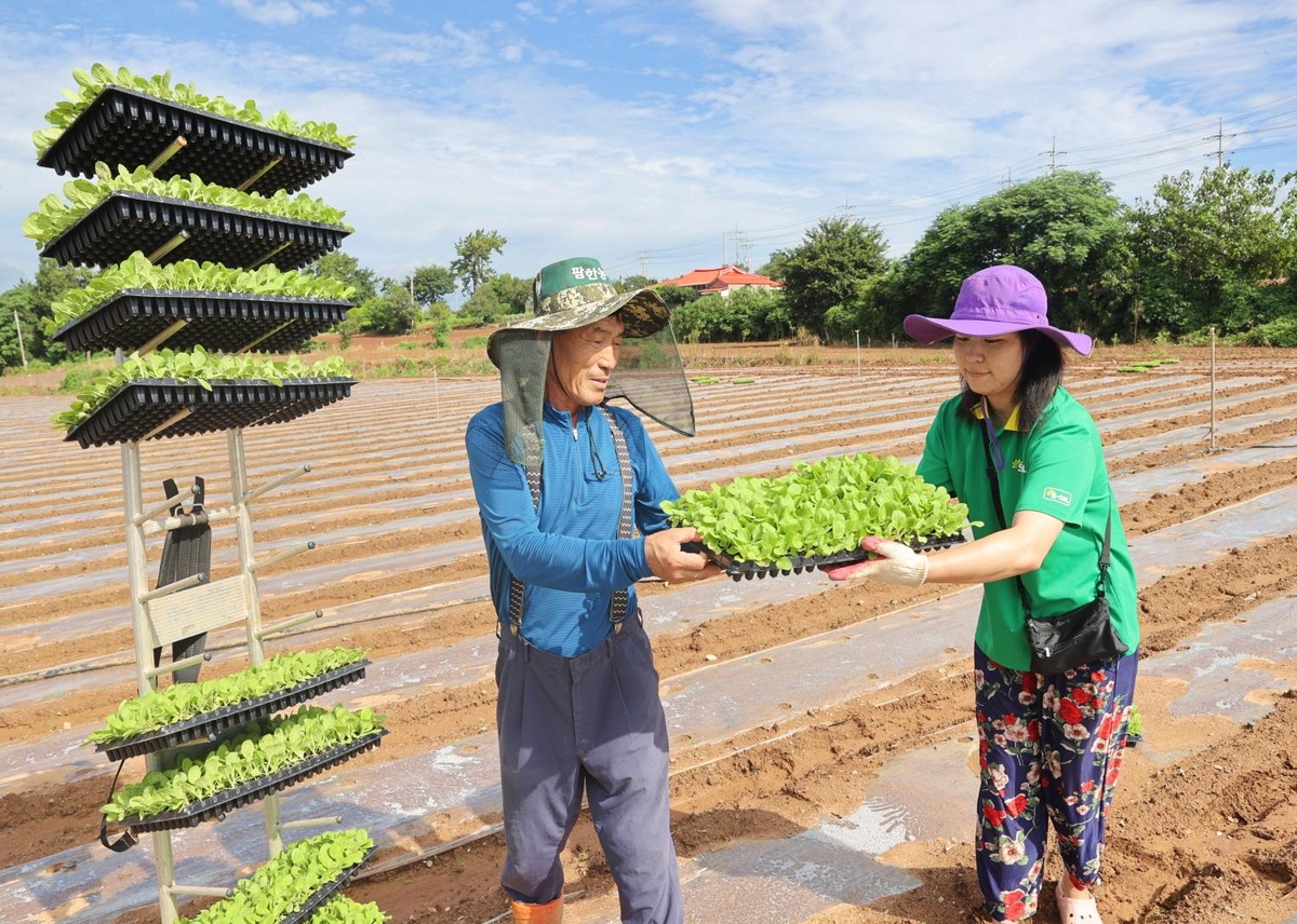 해남배추와 절임배추의 매력