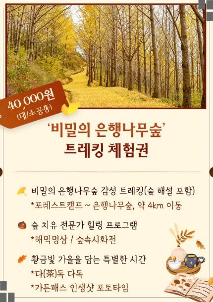 에버랜드 가든패스 필수! 11월 7일~10일, 국내 최대 '은행나무 군락지' 600명 한정 특별 개방