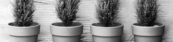 햇빛: 직사광선 선호